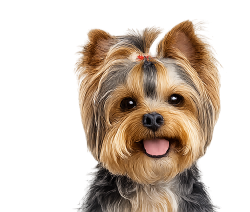 Yorkie diamond art canvas