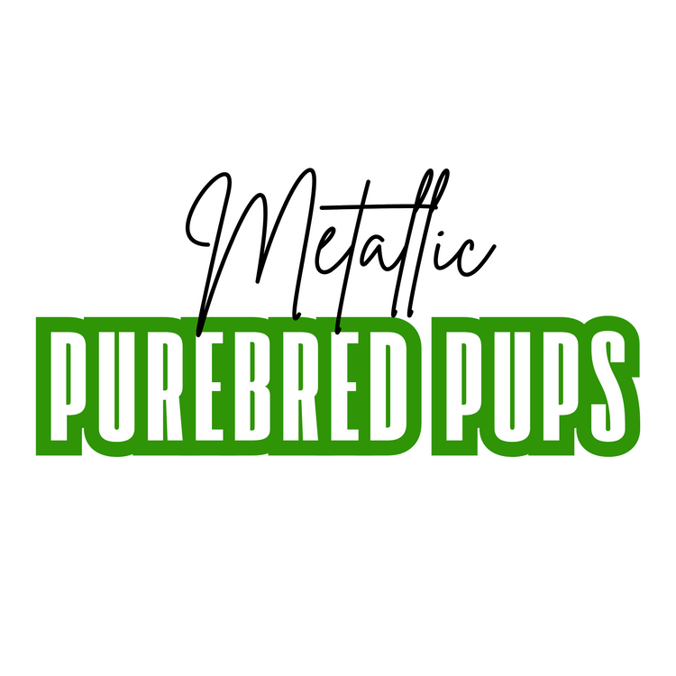 Metallic Purebred Pups