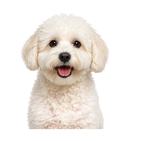 Bichon Frise diamond art canvas