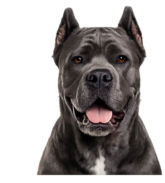 Cane Corso cropped ears diamond art canvas