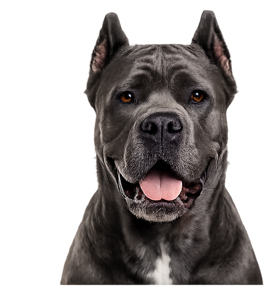 Cane Corso cropped ears diamond art canvas