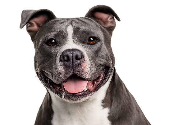 Pit Bull diamond art canvas