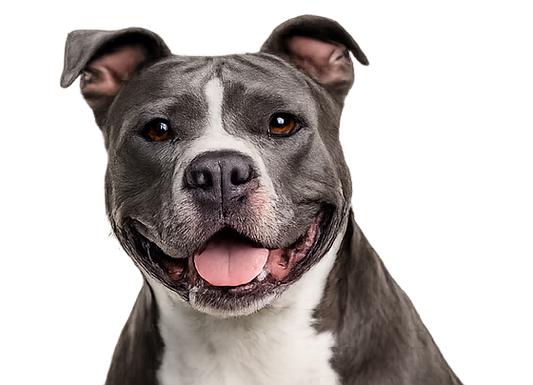 Pit Bull diamond art canvas
